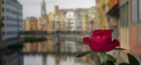 Girona i la rosa