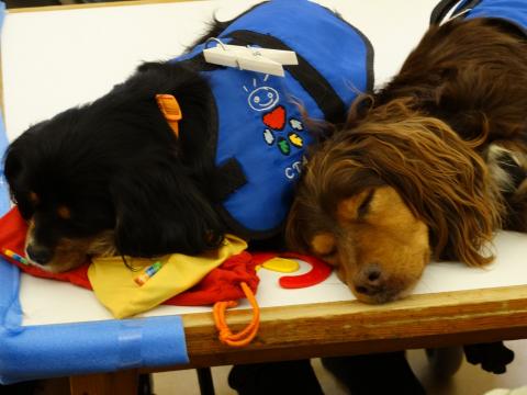 Terapia con perros en el Centro Maria Gay de Girona