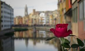 Girona i la rosa Girona i la rosa