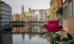 Girona i la rosa