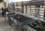 L'Hort del Centre 2019